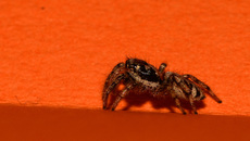 Springspinne (8).jpg